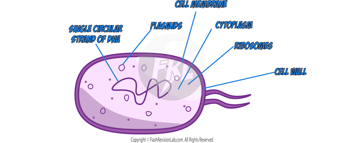 Bacteria Cell Diagram